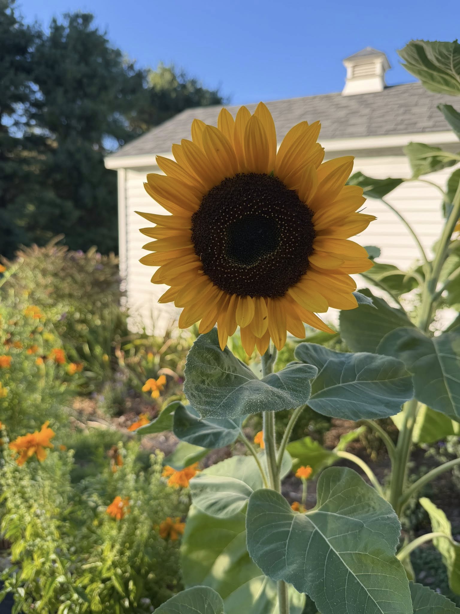 Sunflower blooming near the garden