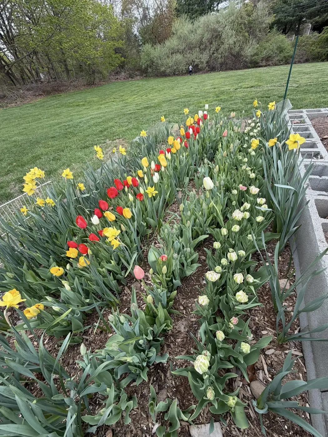 Tulip bed with red, yellow, white, and pink blooms